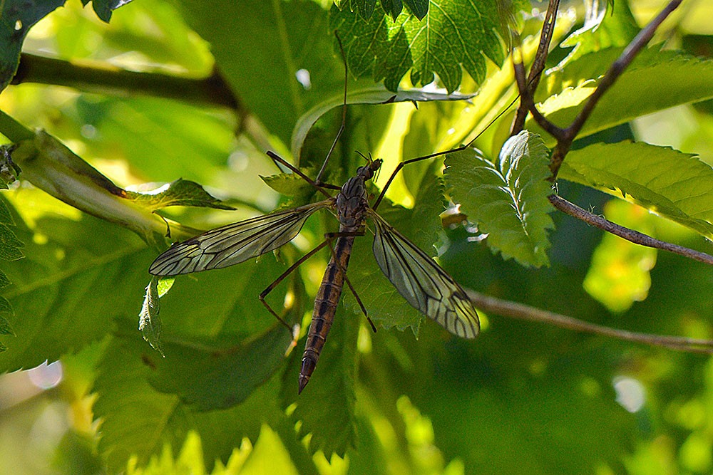 cranefly