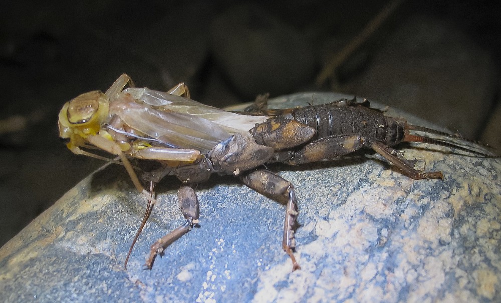 emerging-summer-stonefly