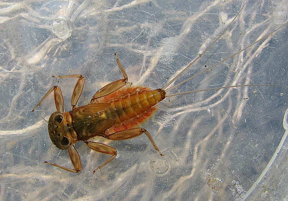 march-brown-nymph