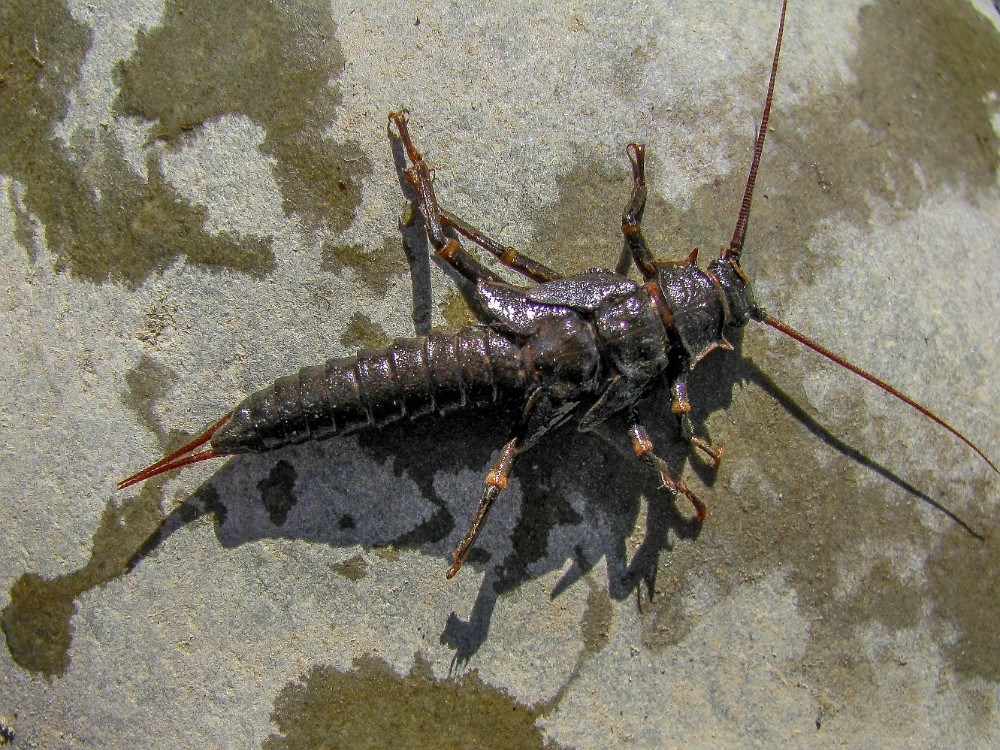 salmonfly-nymph