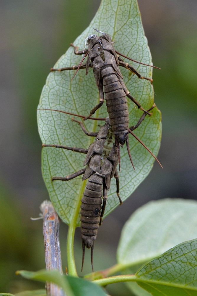 salmonfly-schucks