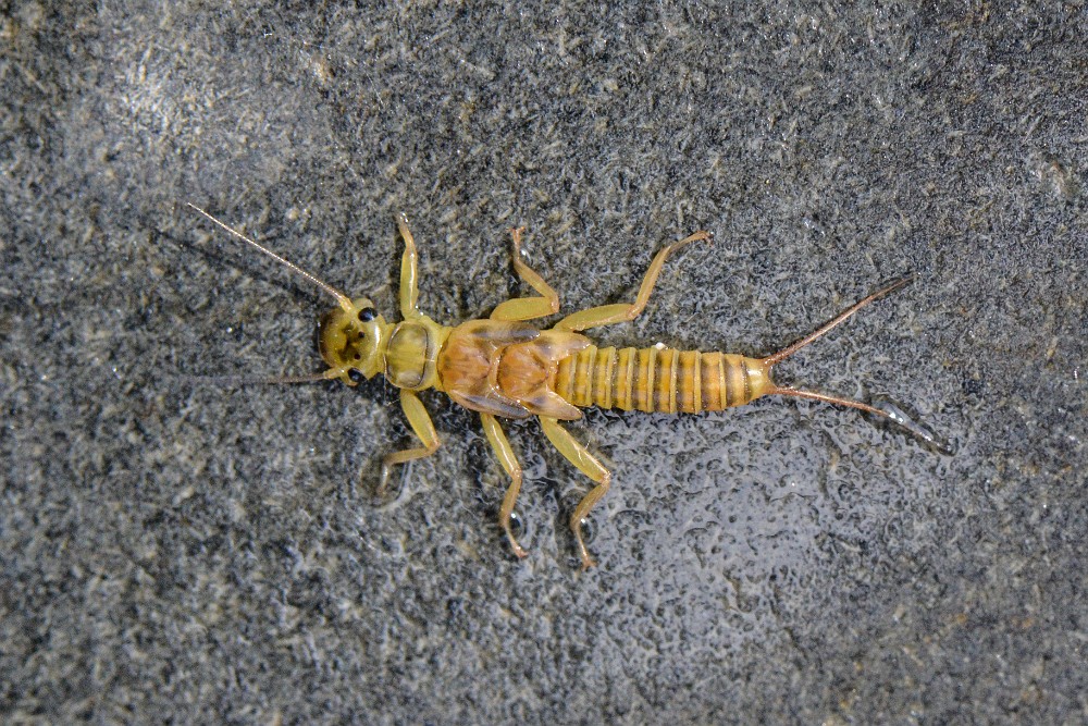 yellow-sally-nymph