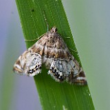 Aquatic moth