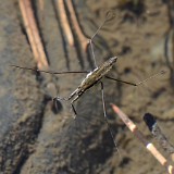 Water-strider-Hemiptera-Gerridae