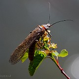 salmonfly2