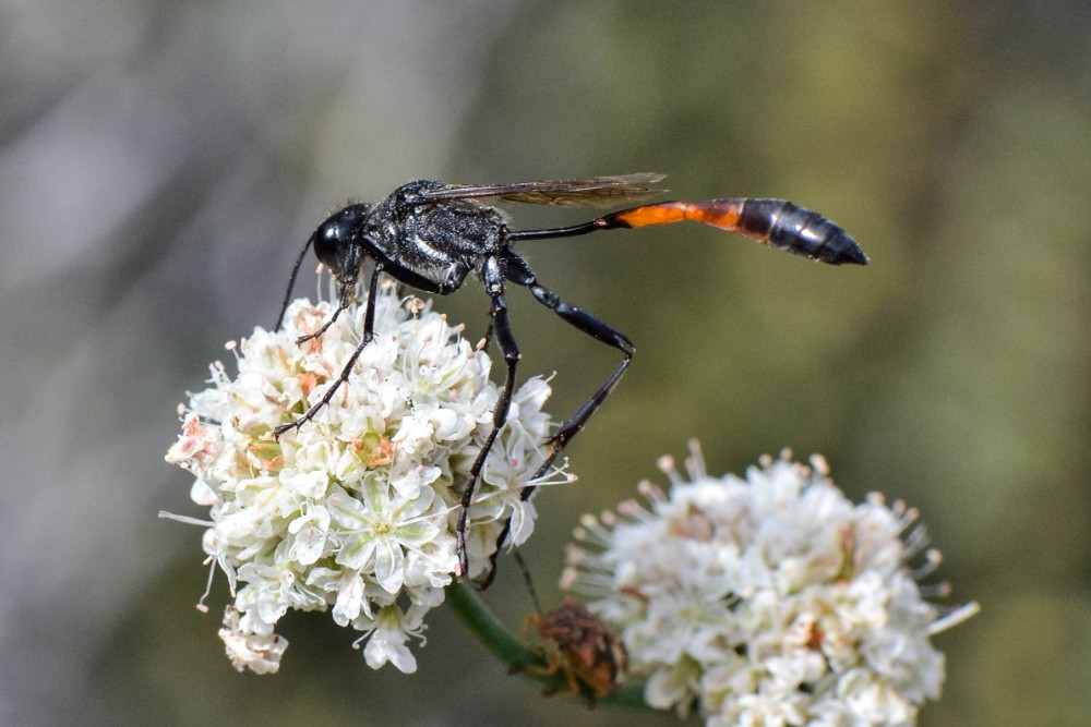 Ammophila-thread-waisted-wasp