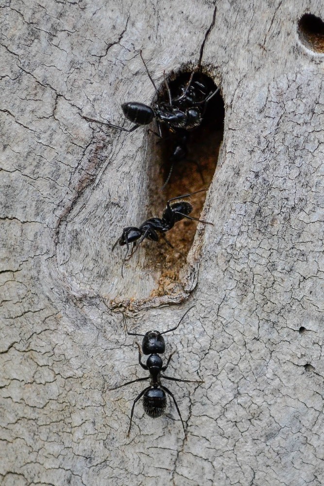 Carpenter-ant