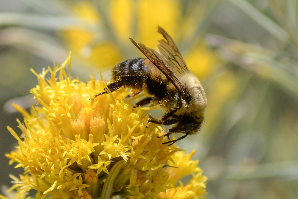 Carpenter-bee