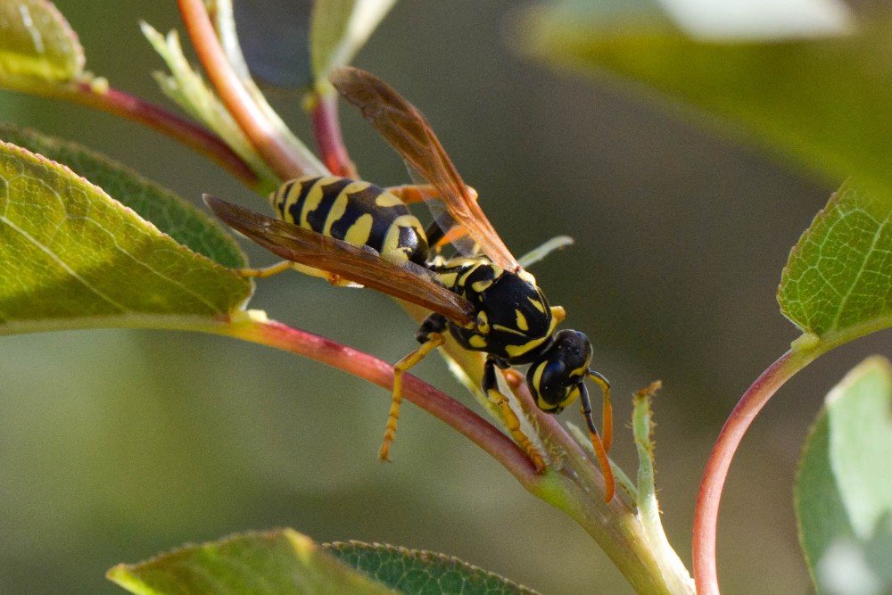 European Paper Wasp (2)