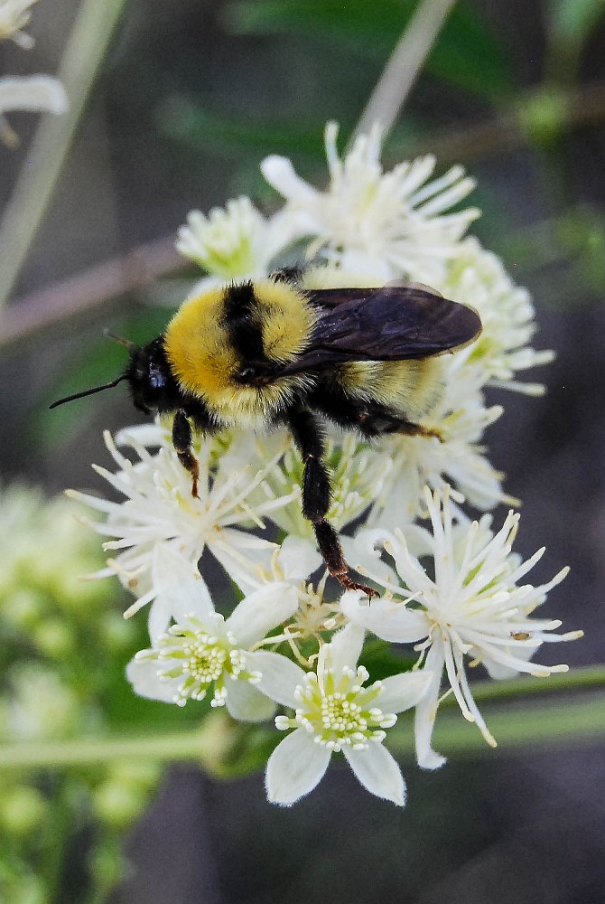 Golden Northern Bumble Bee