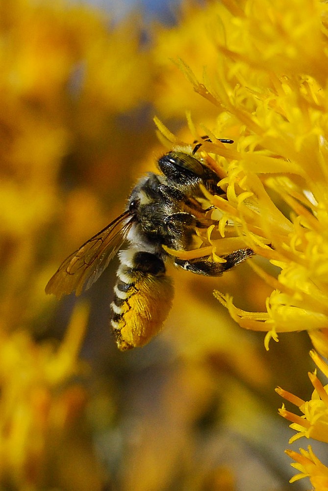 Leaf-cutting-bee 1