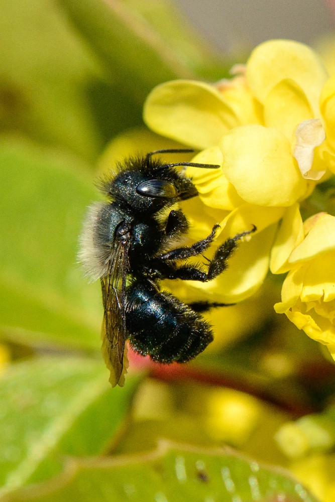 Mason bee