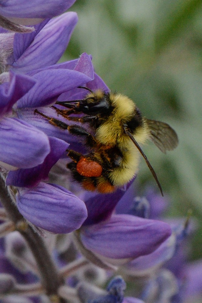 Orange-rumped bumble bee