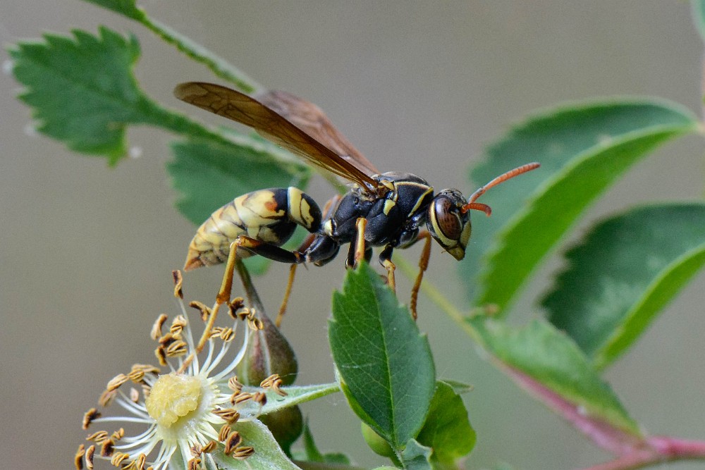 Paper Wasp