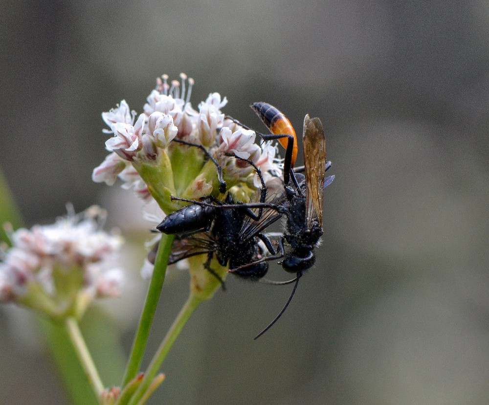 Podalonia thread-waisted wasps (2)