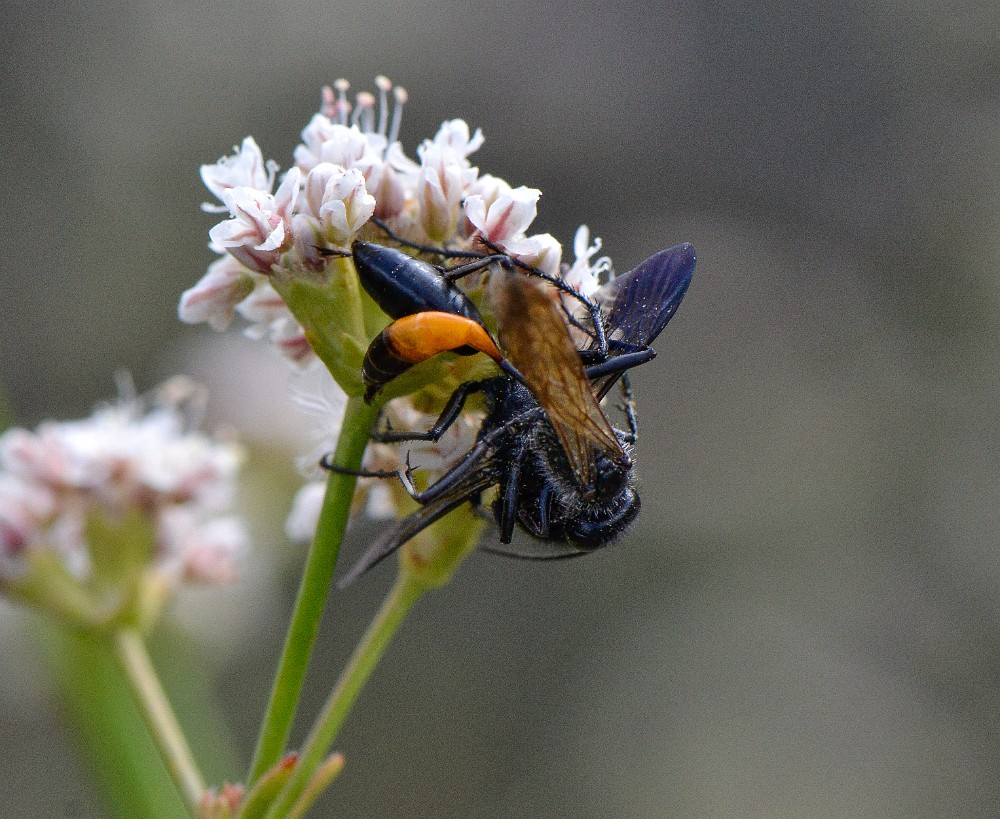 Podalonia thread-waisted wasps