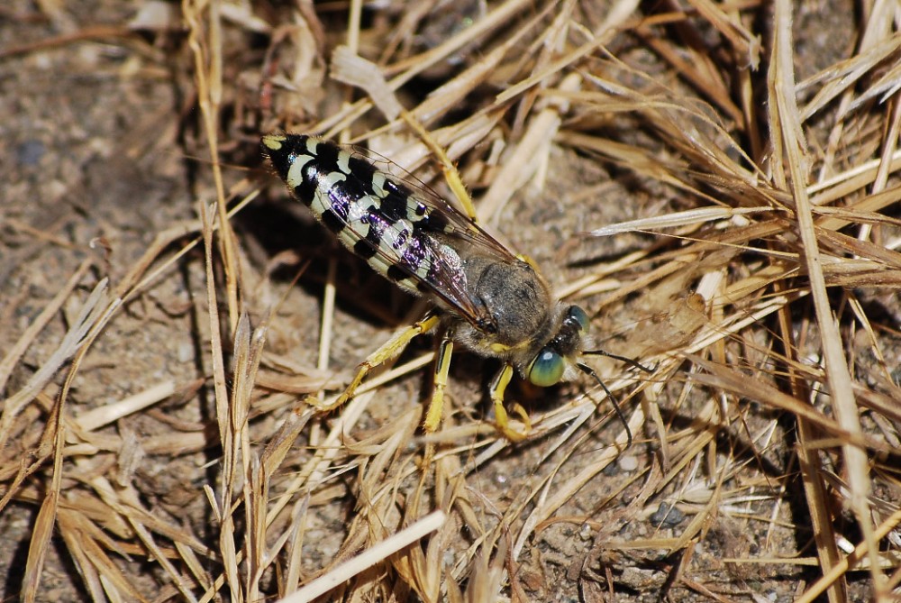 Sand-wasp-Bembix