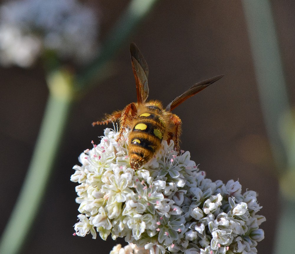 Scoliid wasp - Colpa alcione