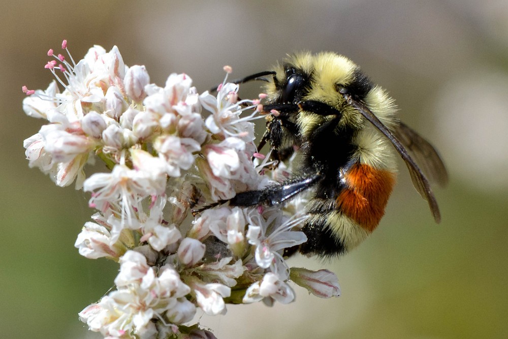 Tricolored-Bumble-Bee