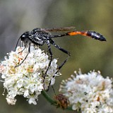 Ammophila-thread-waisted-wasp