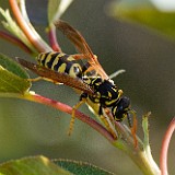 European Paper Wasp (2)