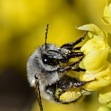 Habropoda-digger-bee