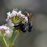 Podalonia thread-waisted wasp (2)