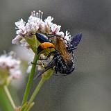 Podalonia thread-waisted wasp