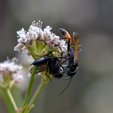 Podalonia thread-waisted wasps (2)