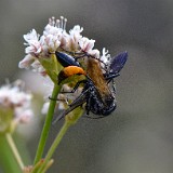 Podalonia thread-waisted wasps