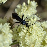 Podalonia-thread-waisted-wasp (2)