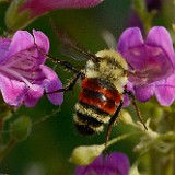 Red-belted-Bumble-Bee
