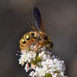 Scoliid wasp - Colpa alcione (2)