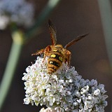 Scoliid wasp - Colpa alcione