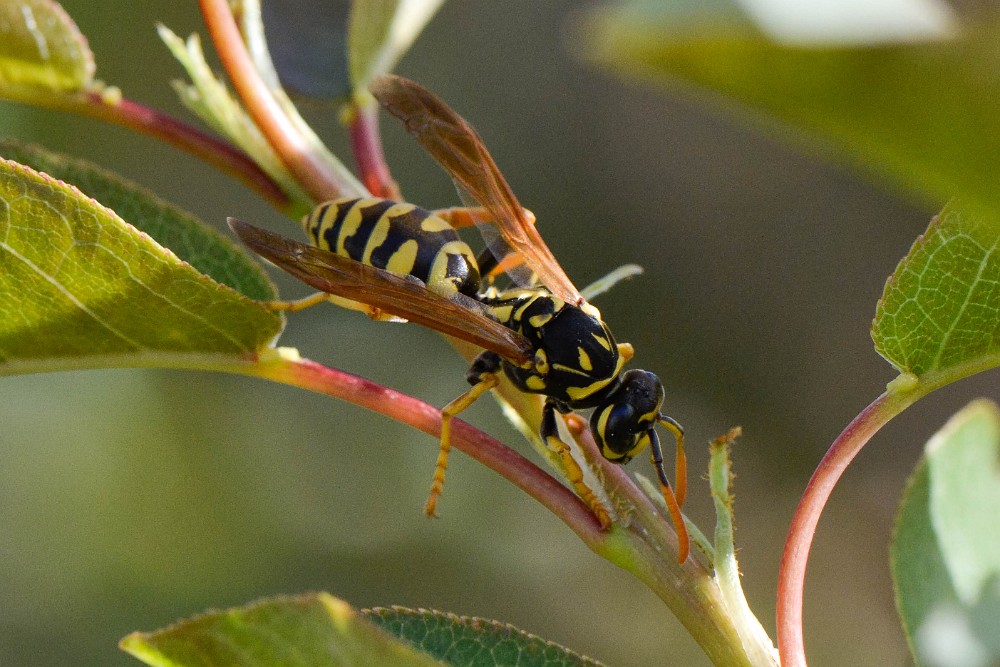 European Paper Wasp (2)