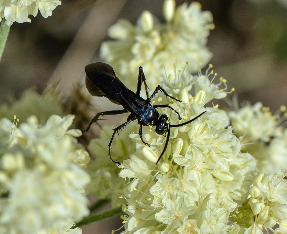 Podalonia-thread-waisted-wasp (2)