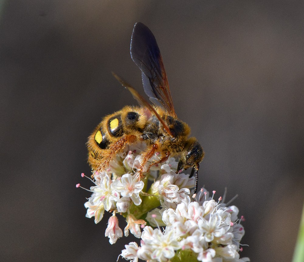 Scoliid wasp - Colpa alcione (2)