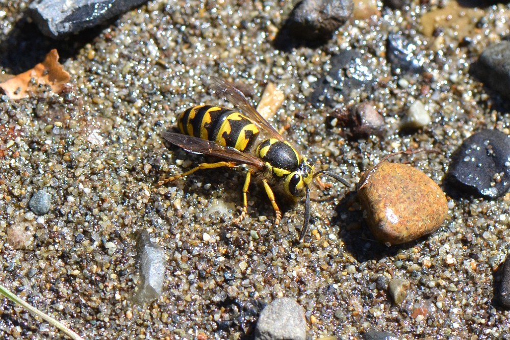 Yellow jacket (2)