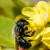 Mason bee