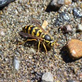 Yellow jacket (2)