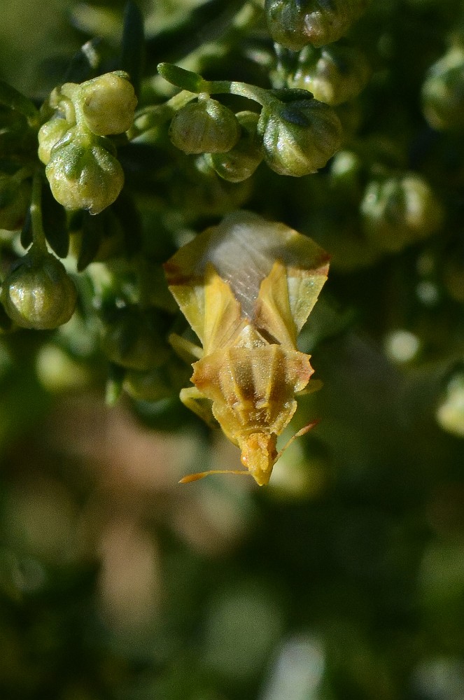 Ambush bug (2)