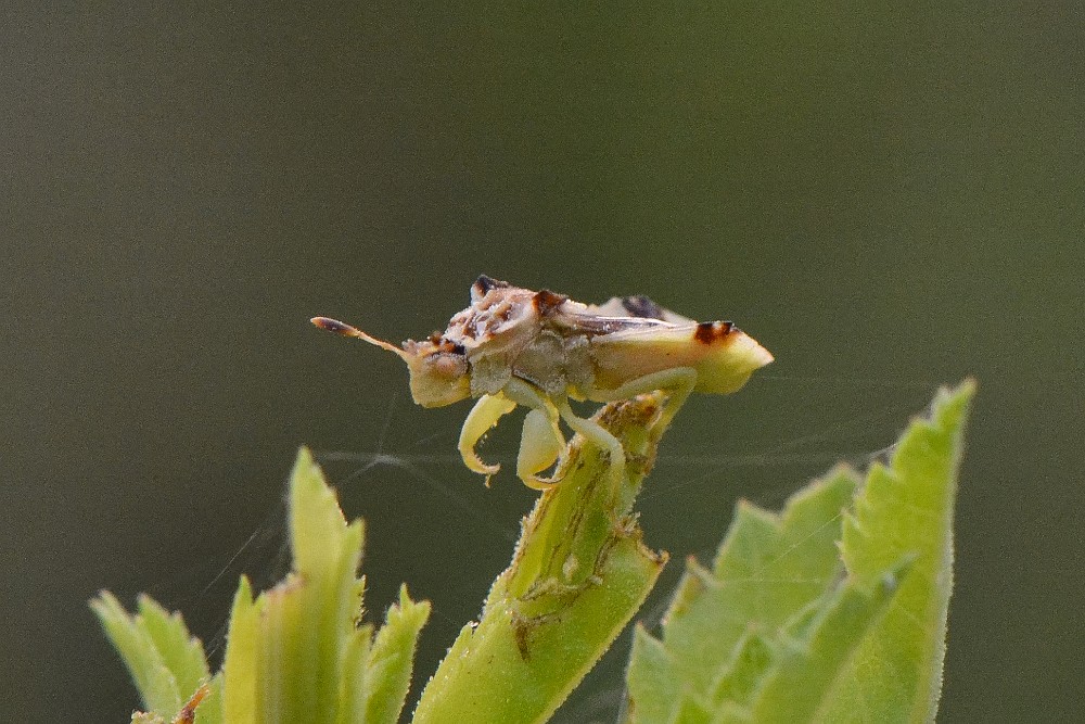 Ambush bug