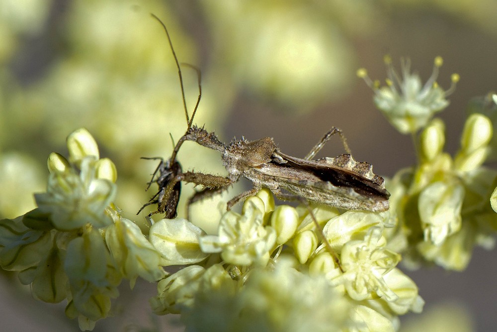 Assassin bug