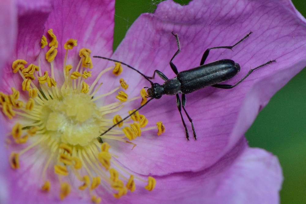 Black flower longhorn beetle