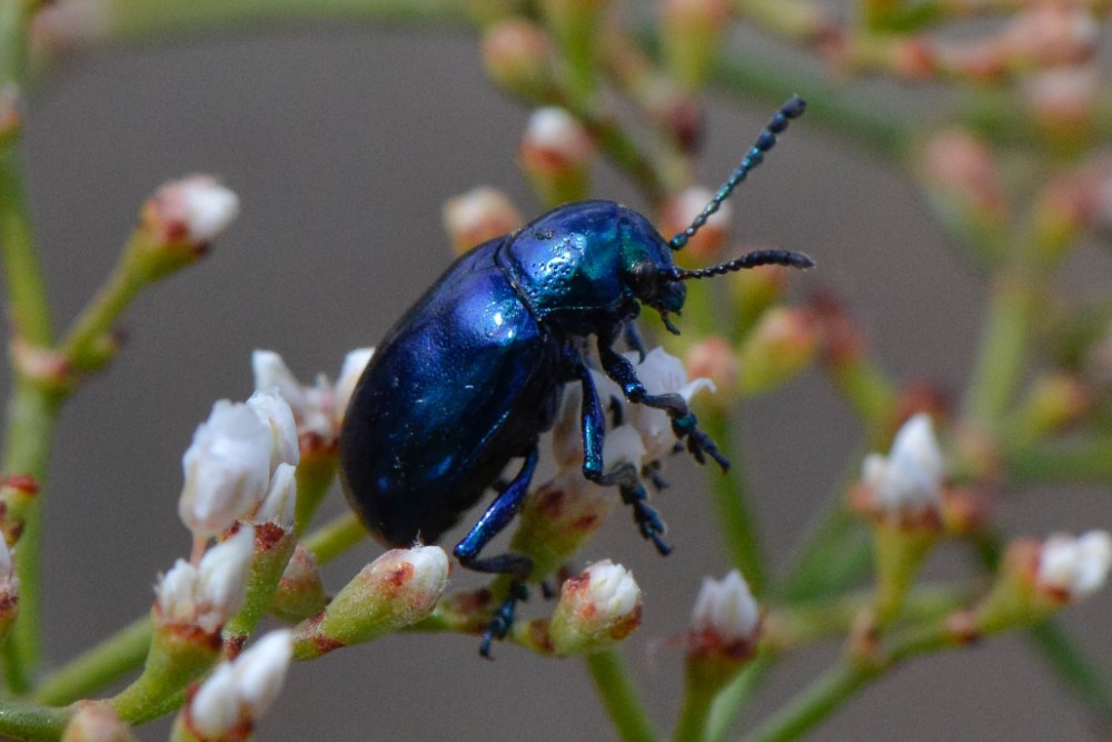 Blue Milkweed Beetle
