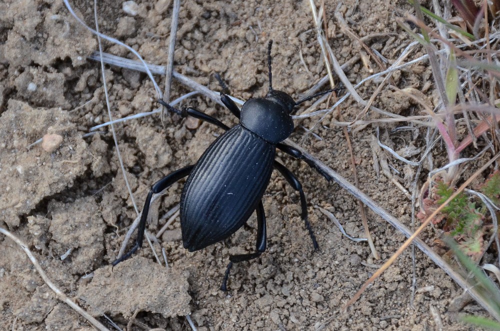 Darkling beetle