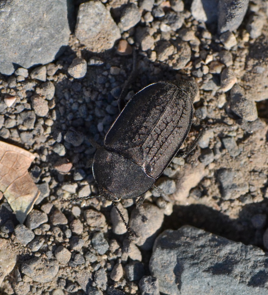 Garden carrion beetle - Heterosilpha ramosa