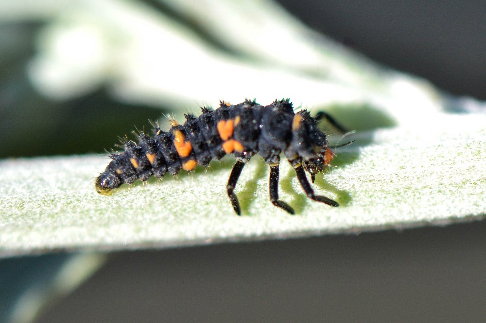 Ladybug larva