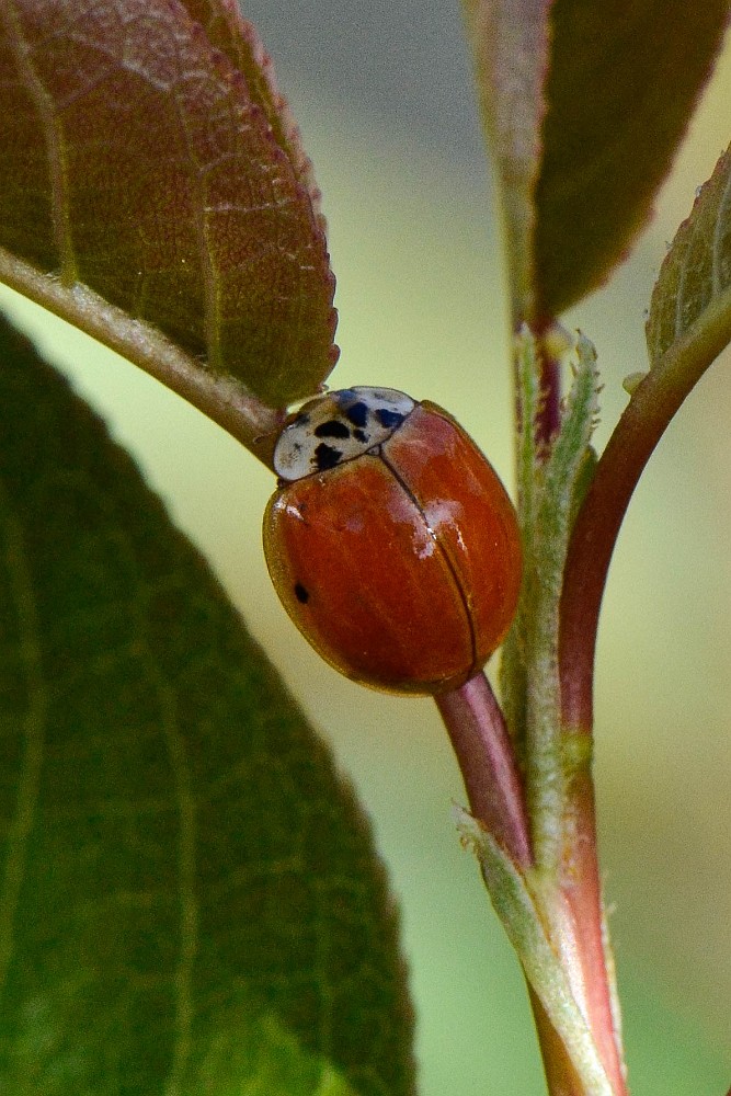 Ladybug