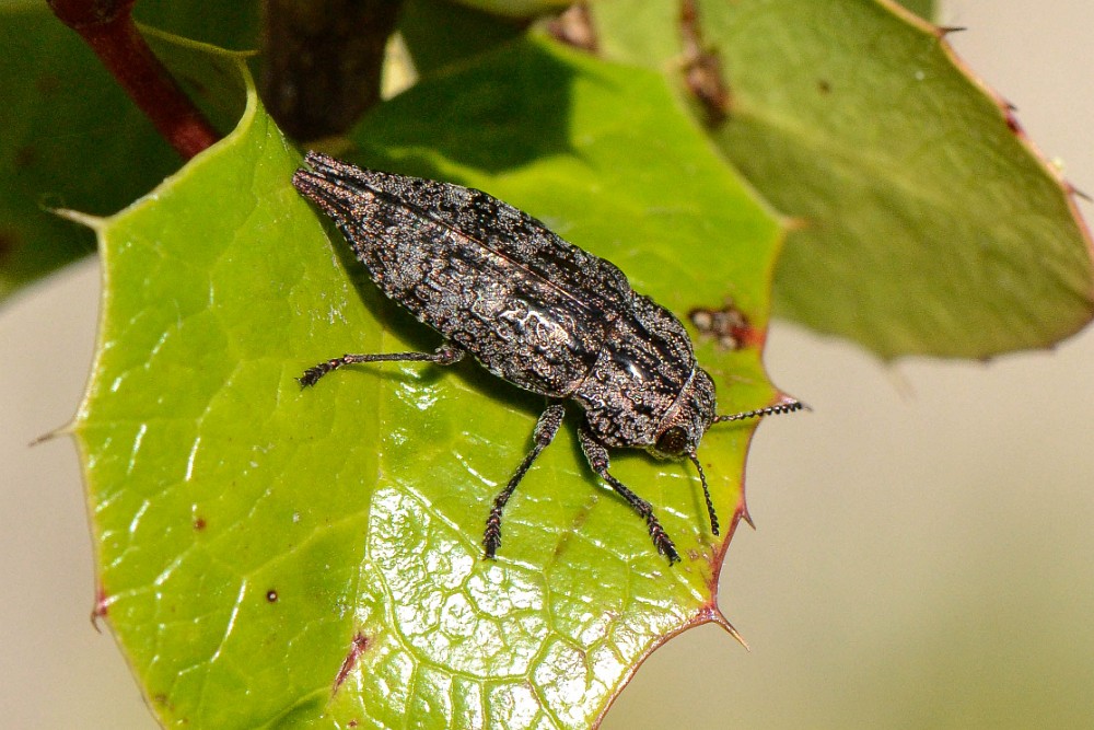 Metallic Wood-boring Beetle-Dicerca